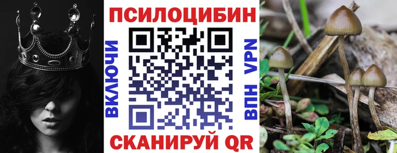 где можно купить   Оса  Псилоцибиновые грибы Magic Shrooms 