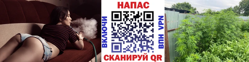 Бошки Шишки индика  Оса 